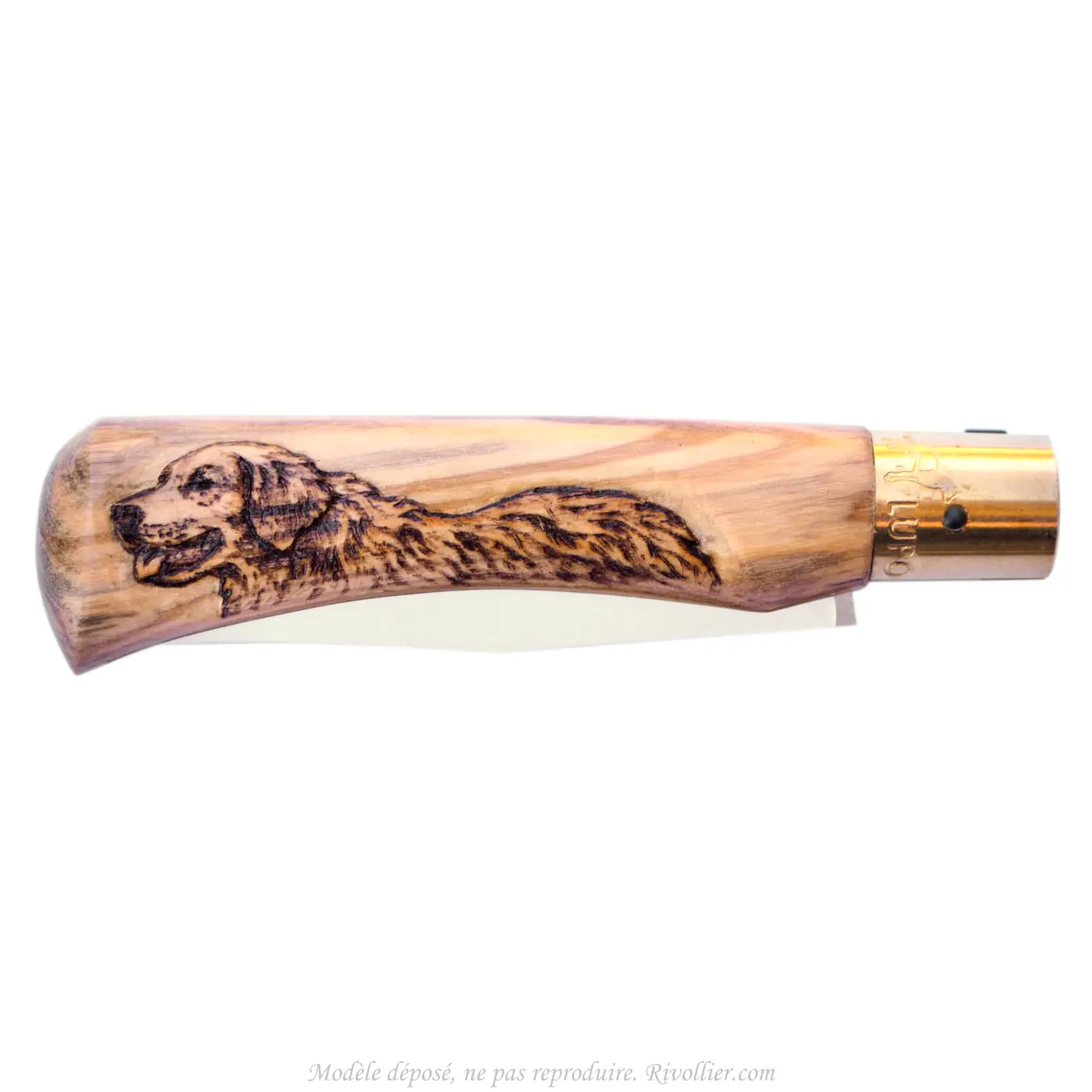 Couteau Golden retriever